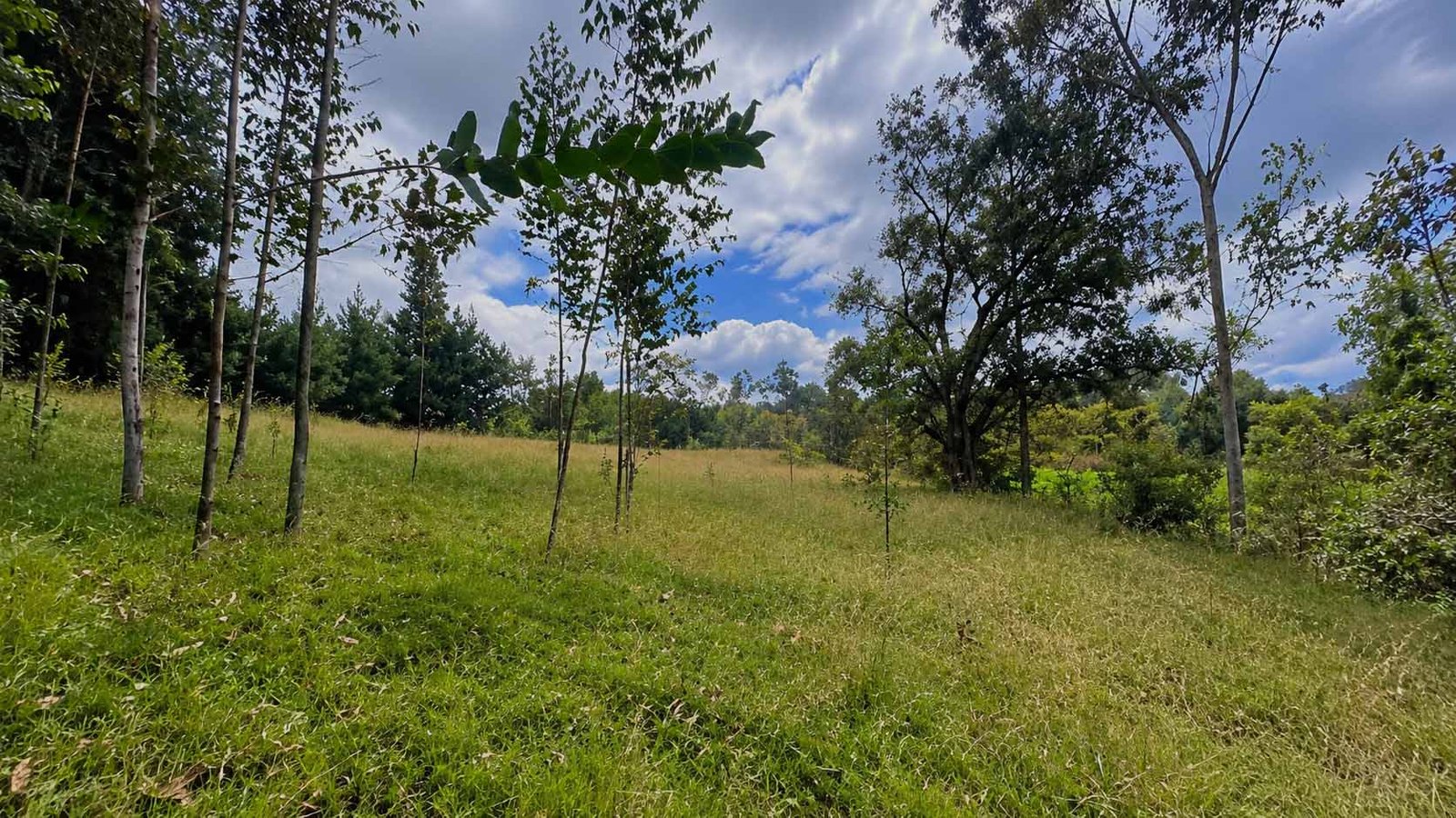 Lote Cogua, Cundinamarca